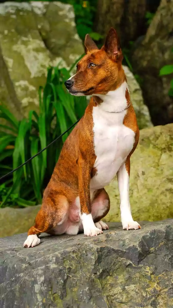 Echoes of Antiquity: Unveiling the World's Oldest Dog Breeds