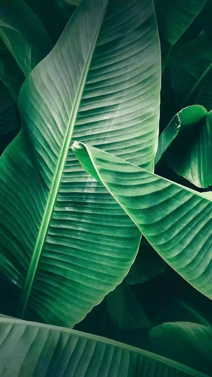How ancient tribes used banana leaves for beauty