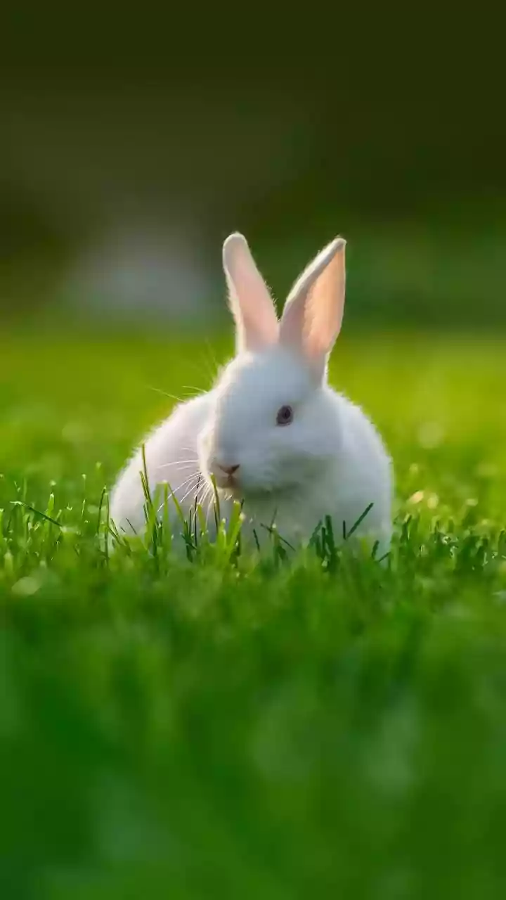 Rabbit Parenting Is The Cute Twist Nobody Expected