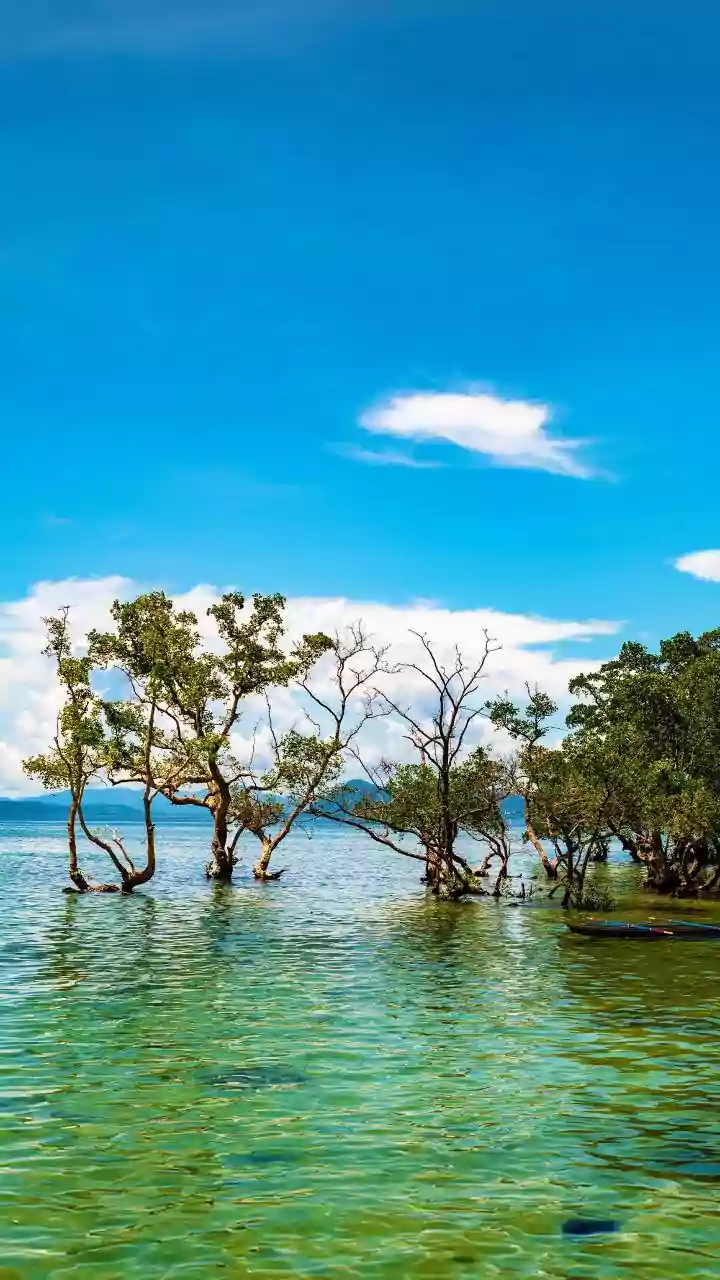 How Advanced Satellite Telemetry Networks Protect Sundarbans Mangroves From Coastal Land Loss