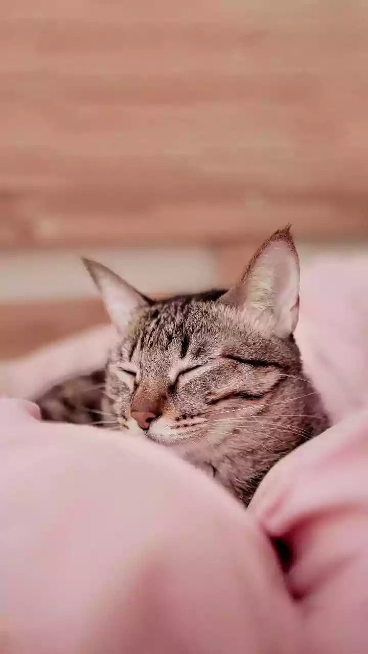 Sleep Hours Remain Important, but Quality Adds Essential Context