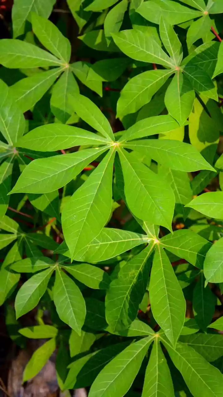 Love cassava leaves? You'll enjoy these recipes
