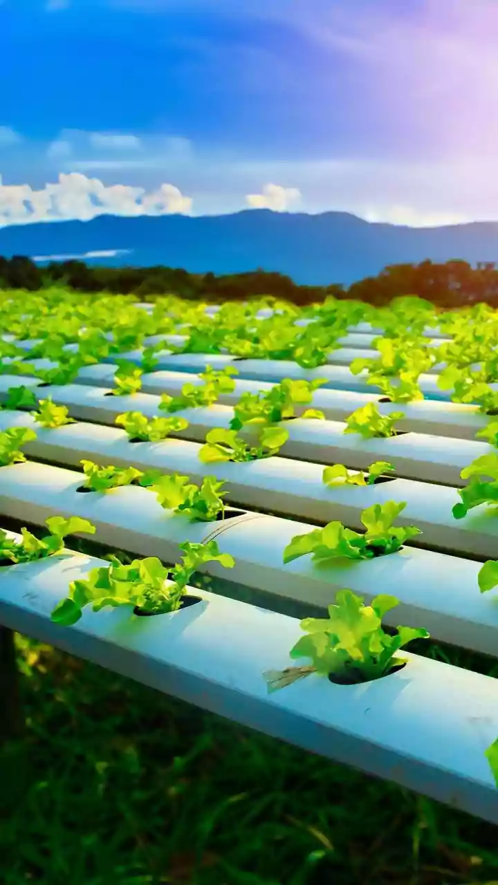 Grow Fresh Vegetables Without Gardening Skills