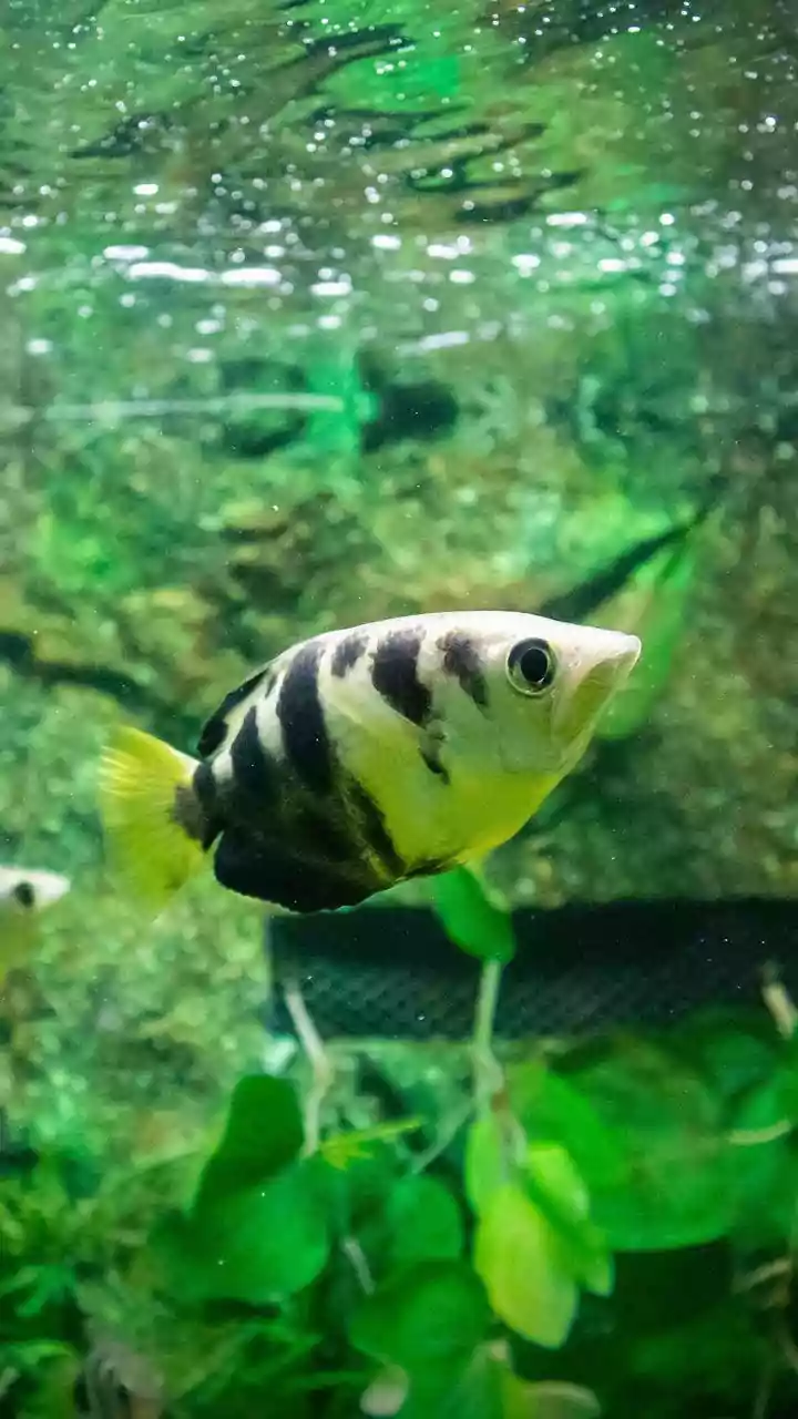 Beyond a Few Years: 5 Aquarium Fish That Live for Decades!