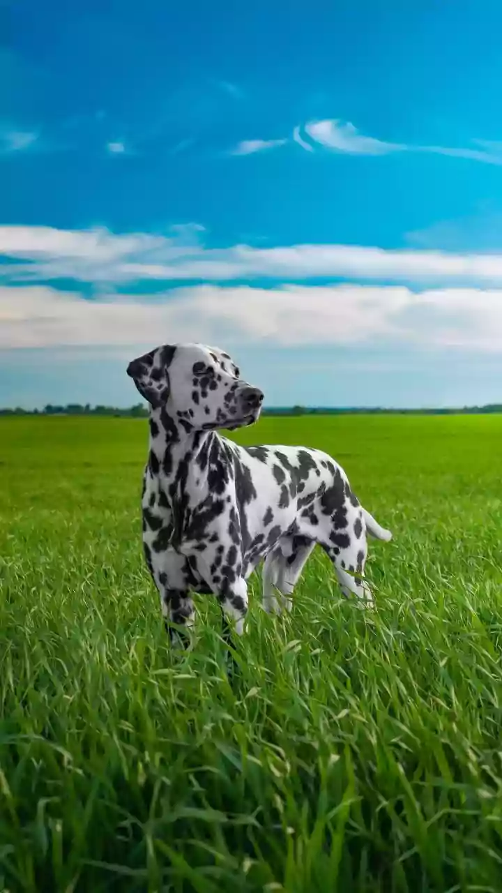 Dog Food Is Getting A Fitness-Influencer Makeover