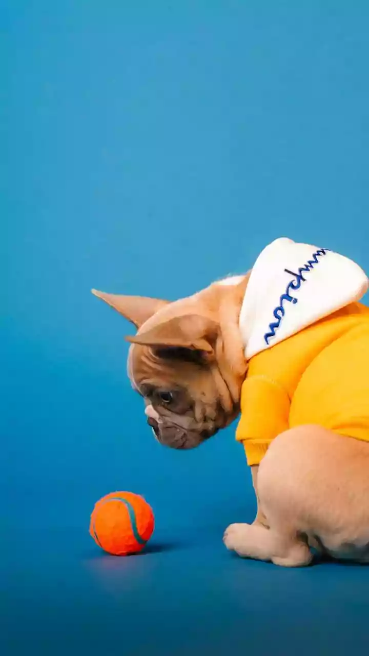 Canines Love Splashing Around Wearing Bright Neon Waterproof Raincoat Gear
