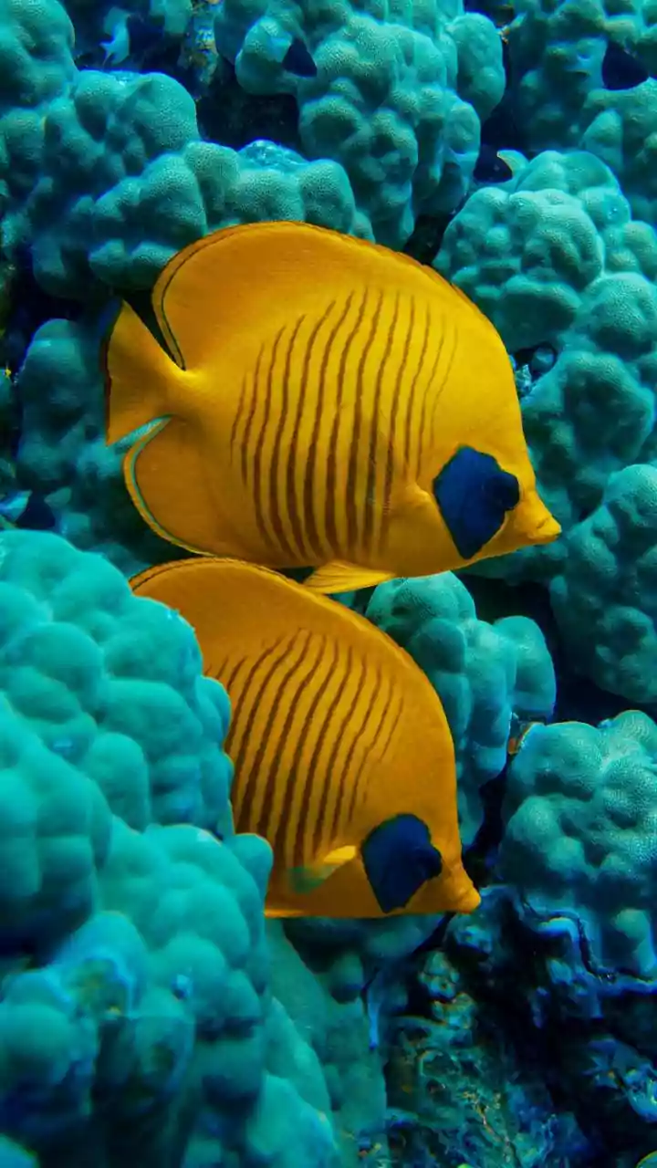How Research On Heat Tolerant Corals Is Reshaping Modern Marine Reef Restoration Strategies