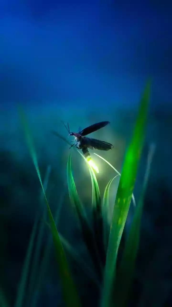 Skip The Screens, Chase Fireflies Instead
