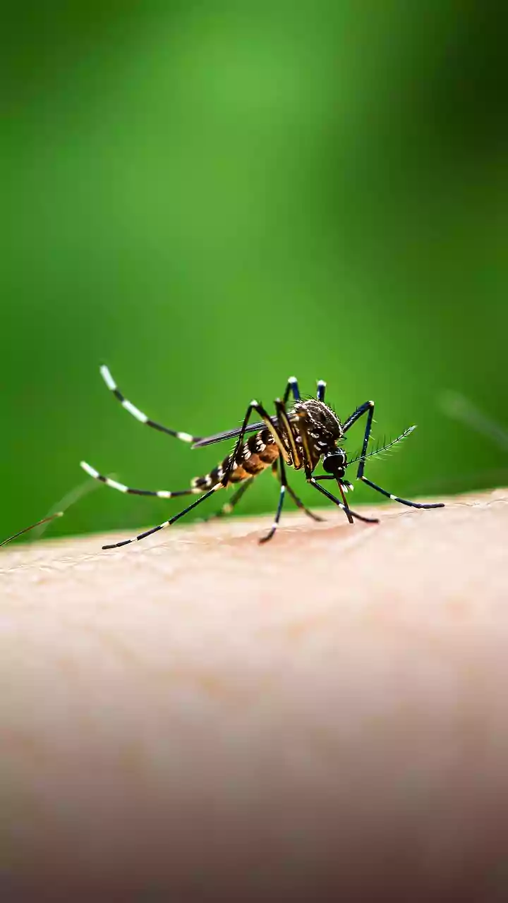 Por que mosquitos são mais perigosos que leões