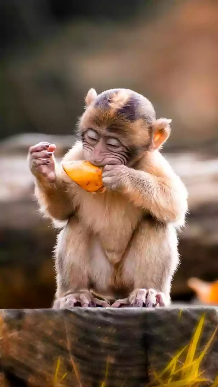 Monkey Attack Caught On Camera: Dramatic Video Of Elderly Woman Bitten In Delhi's Residential Area