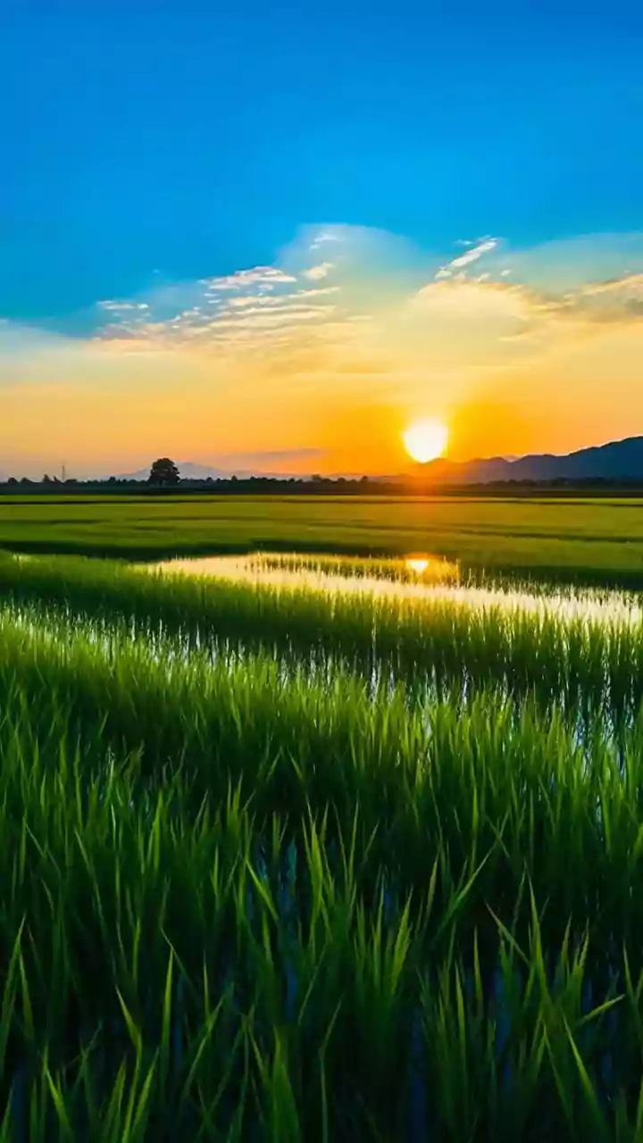 India's rice boom is draining its groundwater—fast