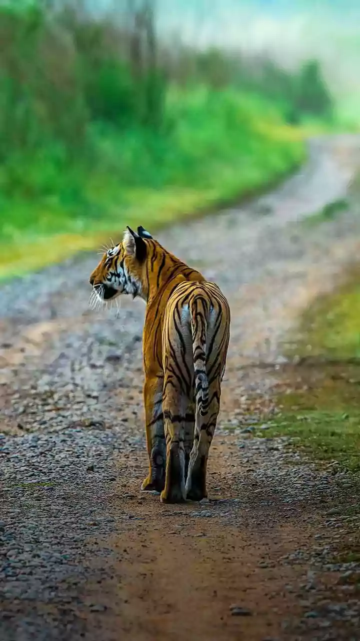 November Escapes: 6 Tiger Reserves to Explore