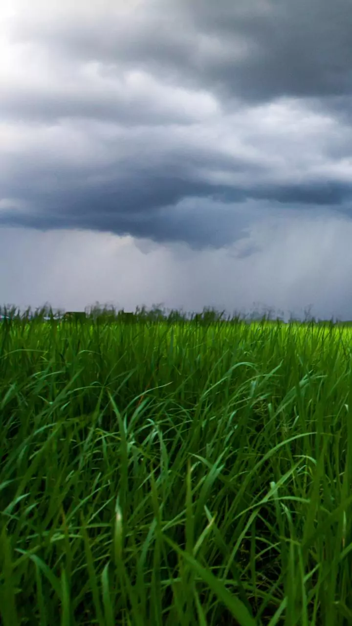 No end to farmers' misery as fresh rains damage rabi crops, harvested soybean in Latur