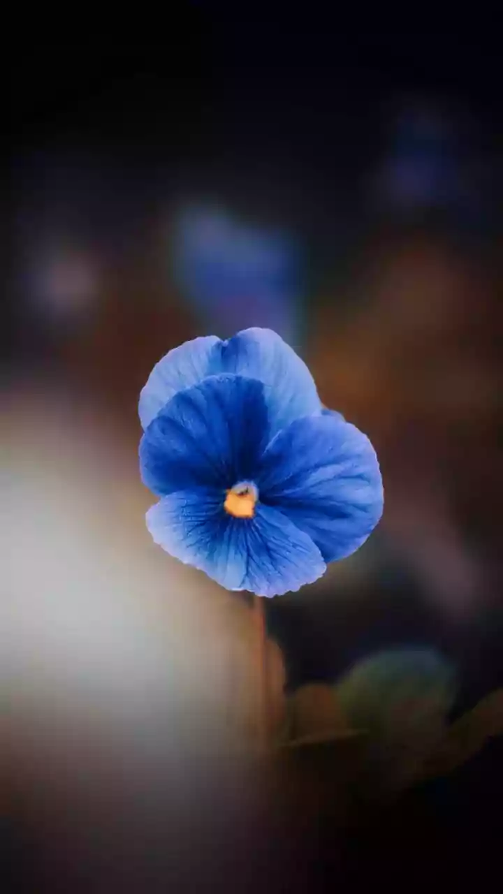 How to grow and care for viola flowers