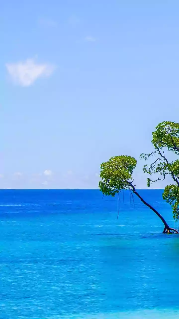 How Satellite Telemetry Systems Detect Subtle Changes In Sundarbans Mangrove Water Levels