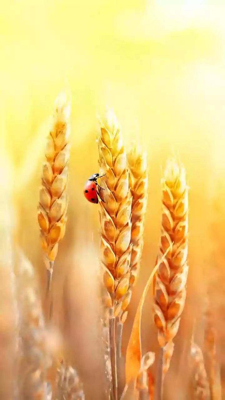 Baisakhi 2026: 65 Heartfelt Wishes & Messages for a Joyful Harvest Festival