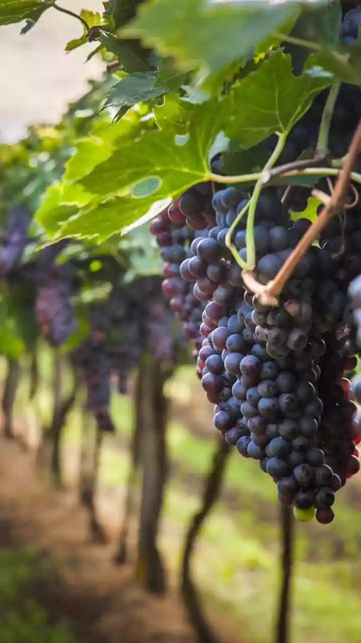 5 vinícolas perto de Montevidéu e Punta del Este