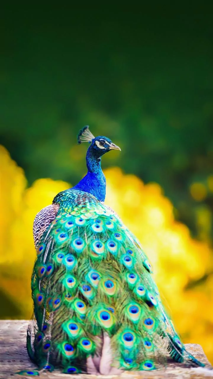 India's Summer Avians: Six Striking Species to Spot This Season!