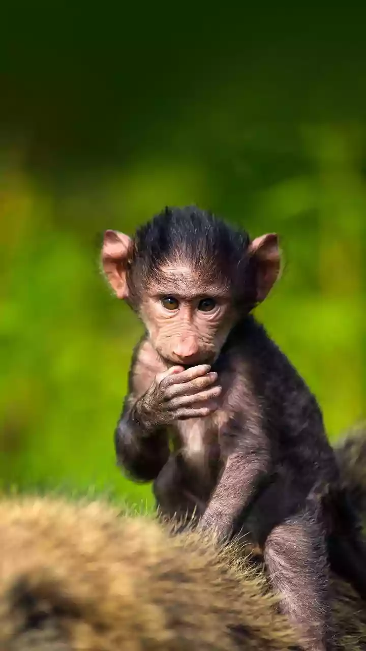 The Baby Monkey Punch Effect: Healing from Abandonment and Embracing Safe Attachments