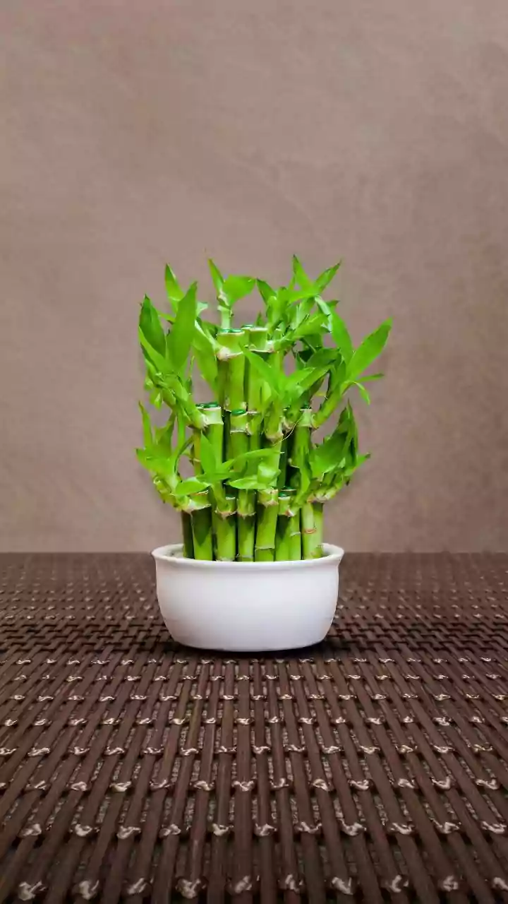 How to grow lucky bamboo at home