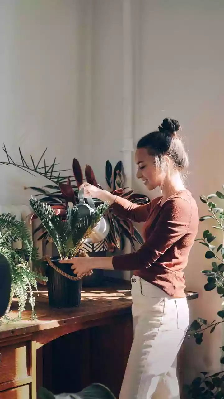 The Basic Care Routine For Potted Lemon Plants: Key Facts And Context