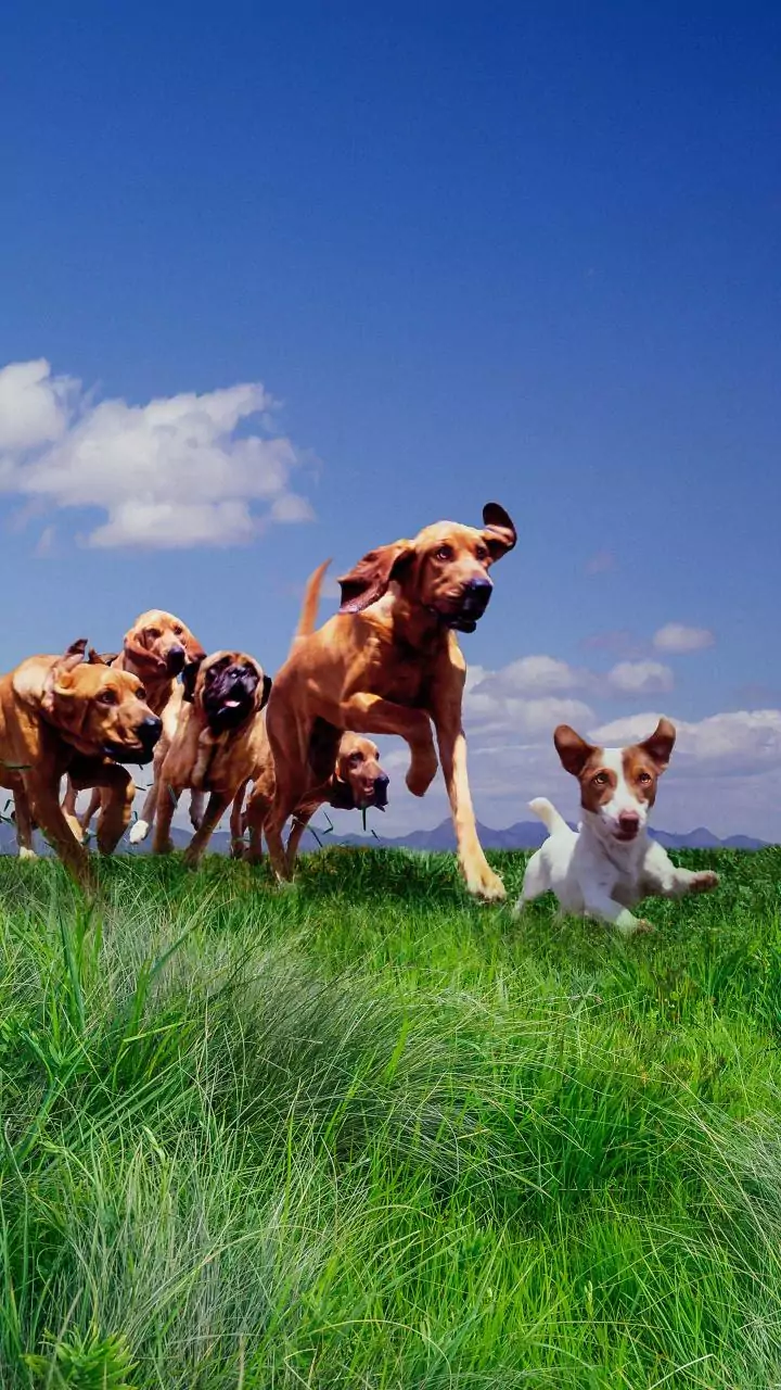 Stray dog culling continues in T'gana villages, toll touches 900, claim animal rights activists