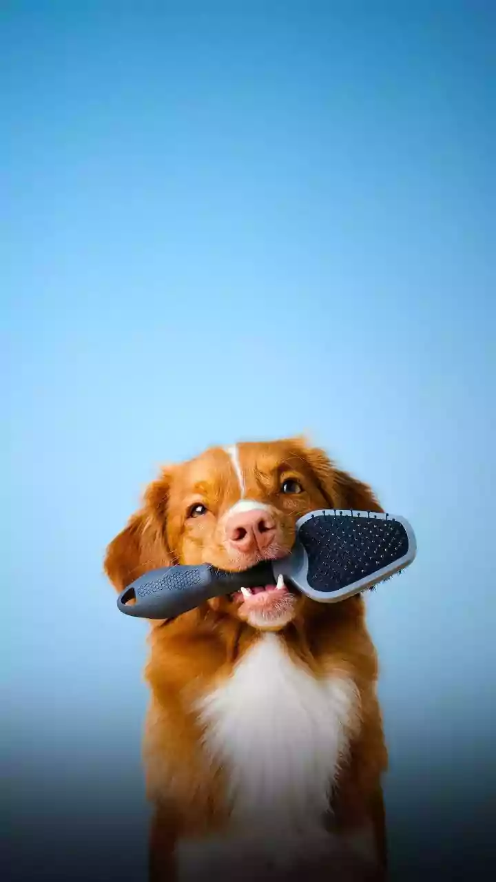 Fur Baby Grooming Is Getting Serious Attention