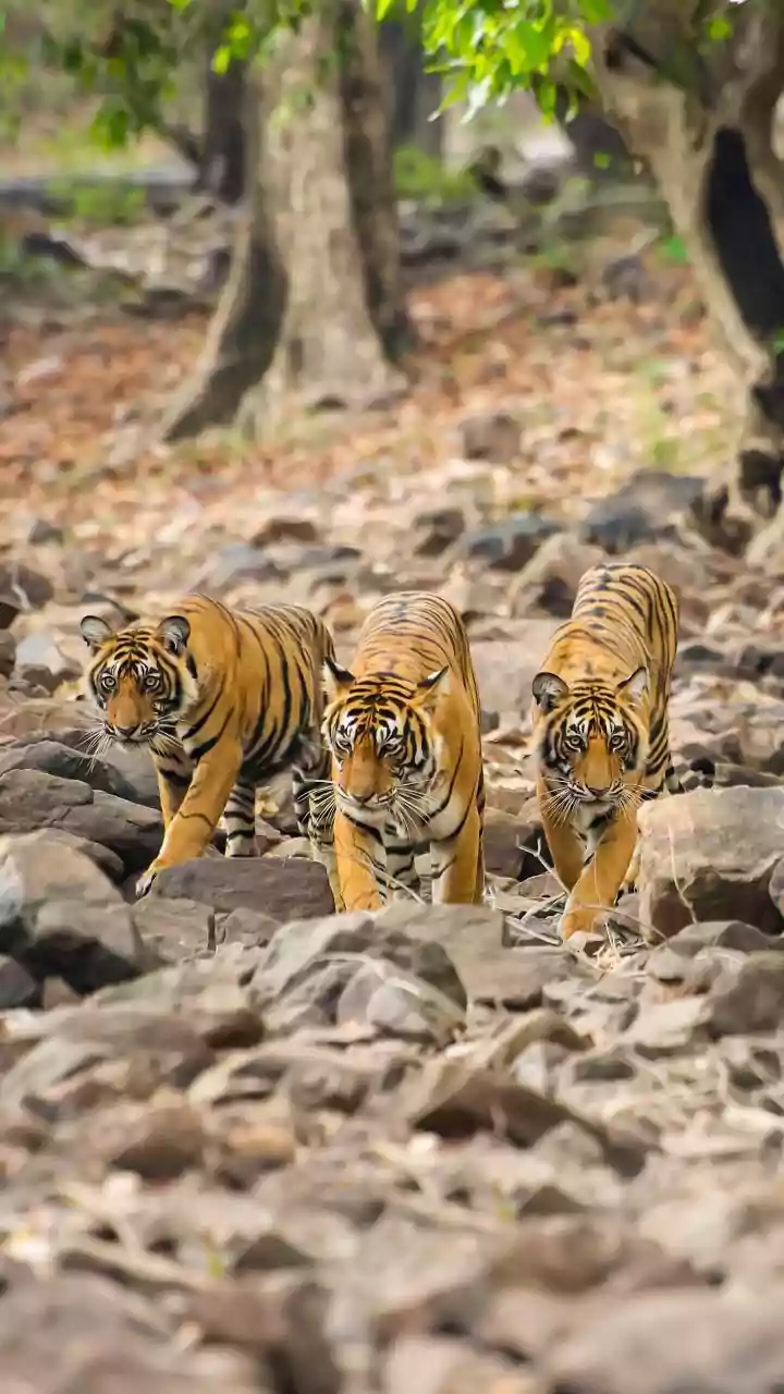 Budget-Friendly Wildlife Circuits: Central India’s New Overnight Trains Simplify Weekend Jungle Trips