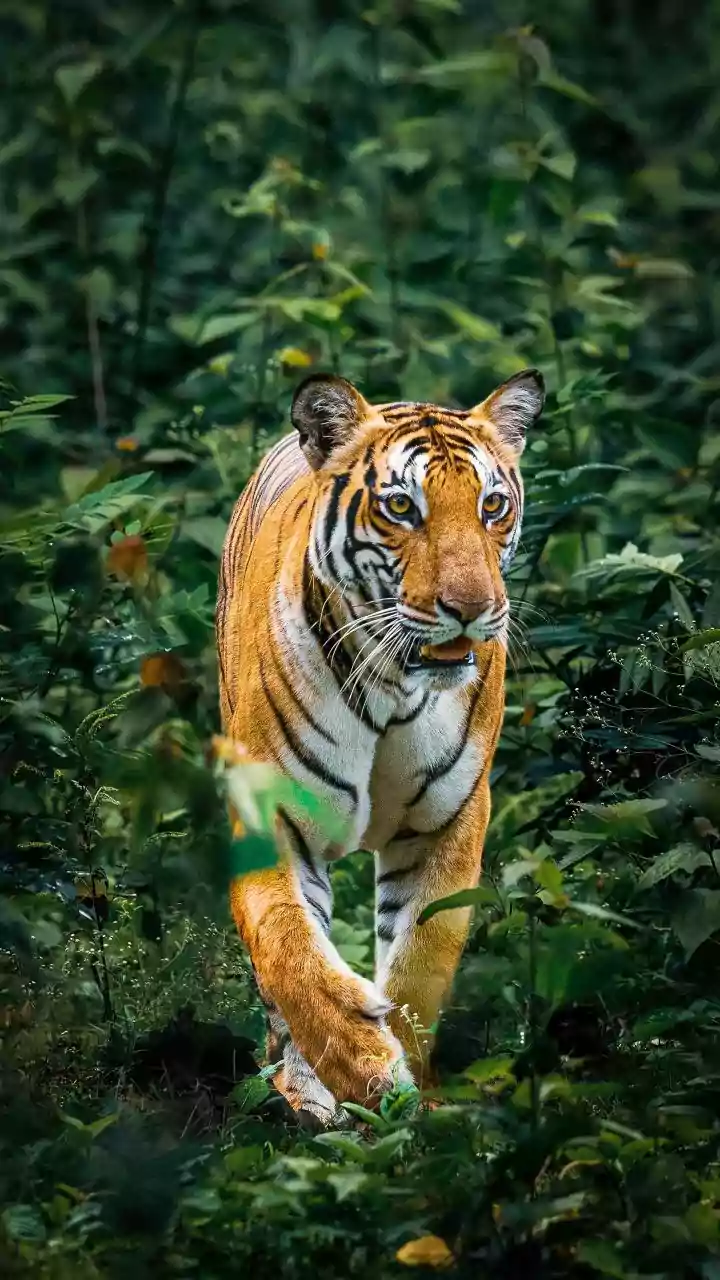 Bandipur National Park and Nagarahole Tiger Reserve safaris restart with 50 per cent capacity cap