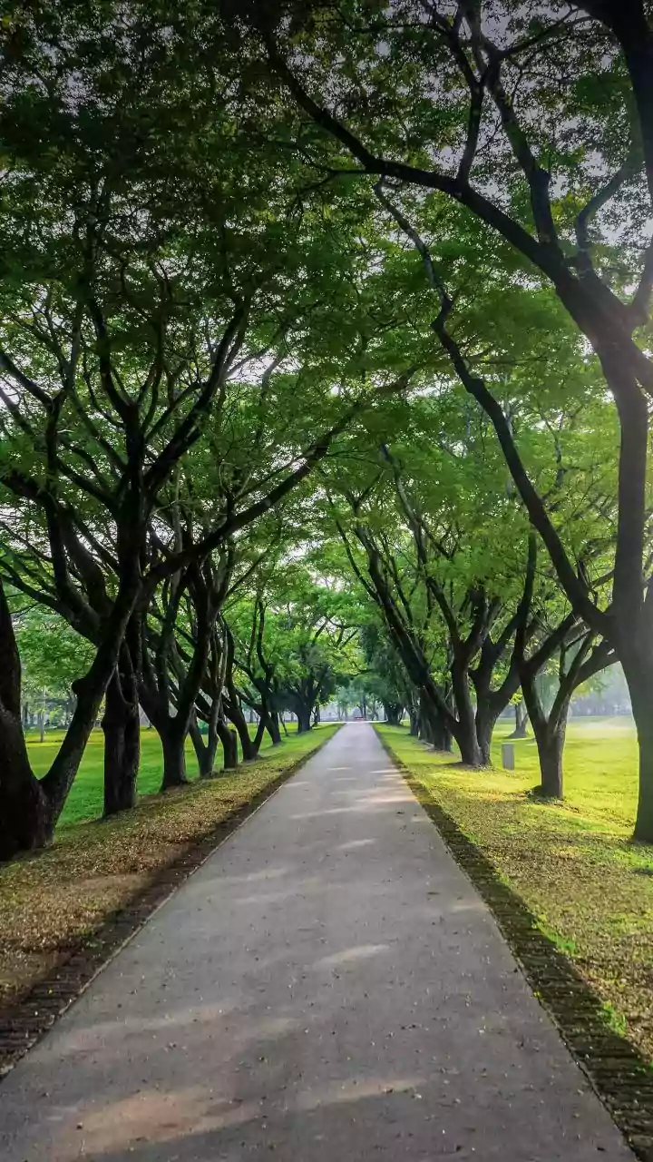 India's Forests Could See Long-Term Changes As Rainfall Patterns Evolve