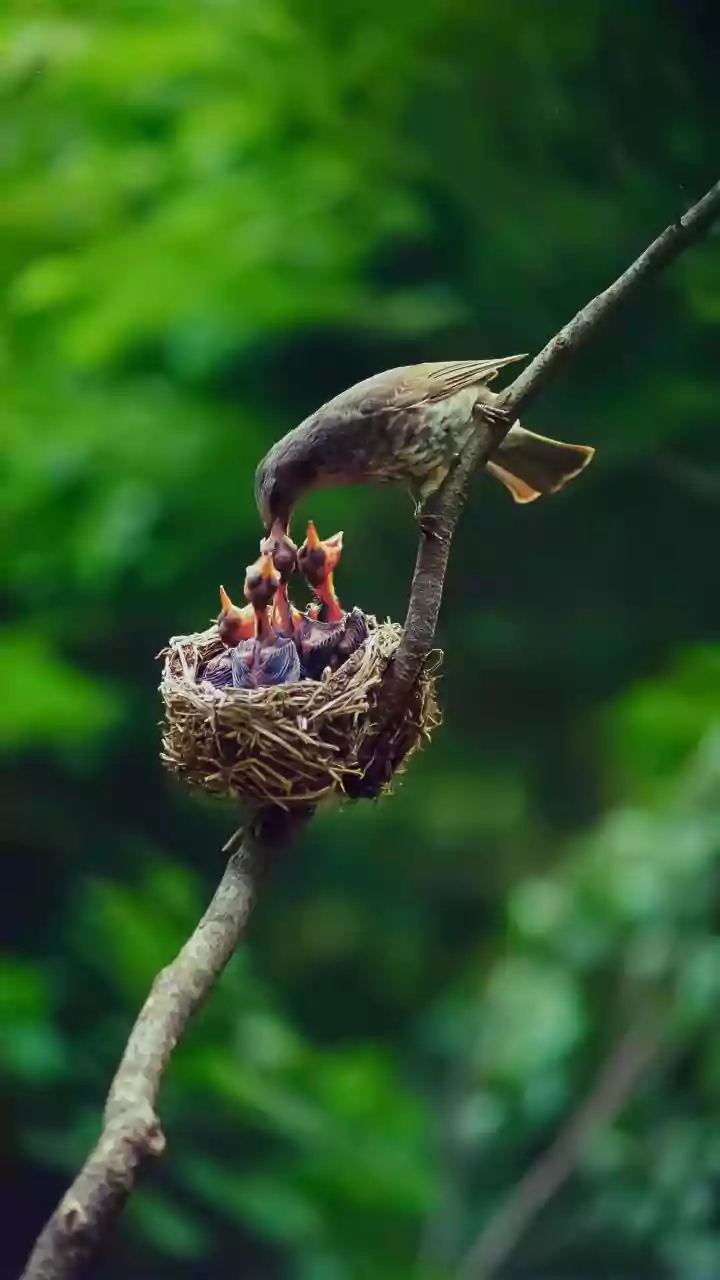 More Than Half of Migratory Birds Face a Downward Population Trend