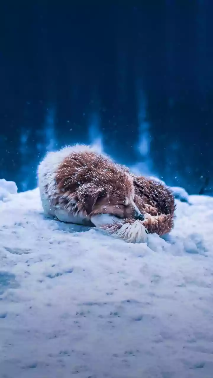 US President Donald Trump Leaves For Davos Again To Attend World Economic Forum After Journey Disrupted Due To Air Force One Snag