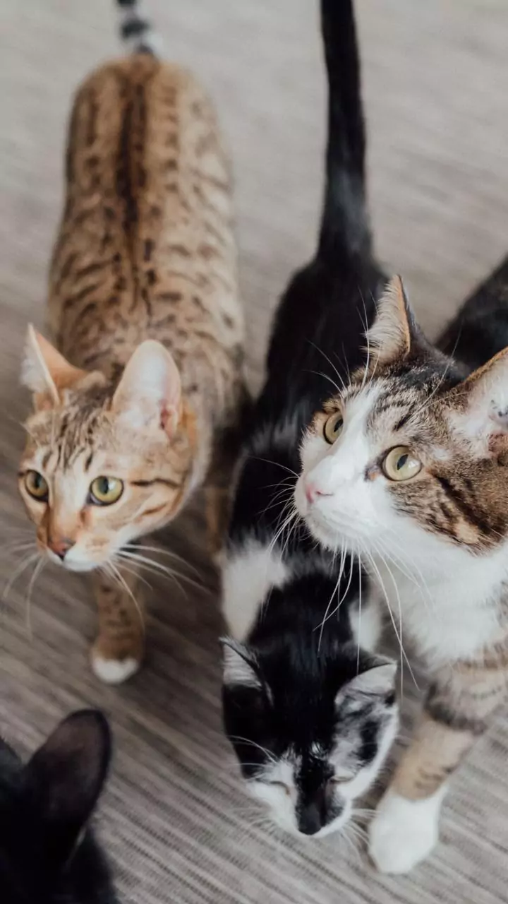 Países com mais gatos tendem a ser mais felizes, diz estudo