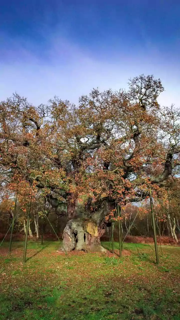 Oak trees delay sprouting leaves to outwit predators
