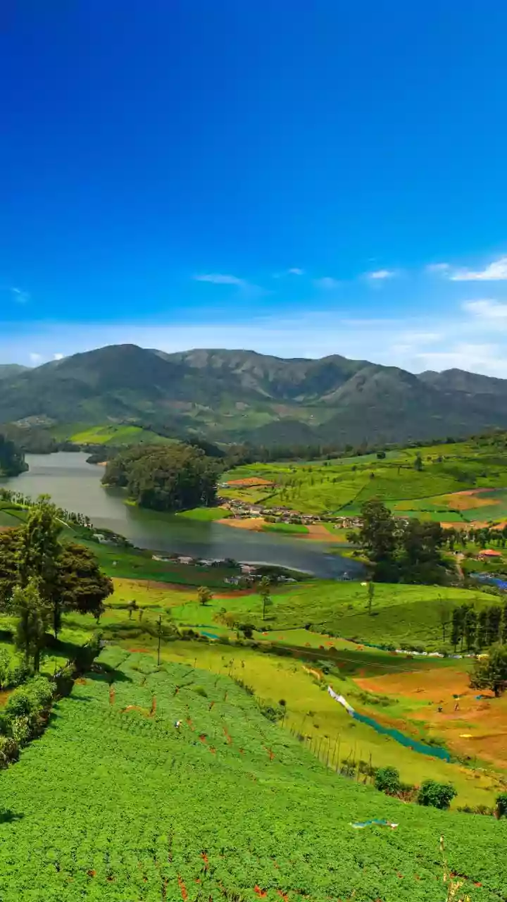 Why Neelakurinji Tourism Requires More Than Finding the Right Viewpoint