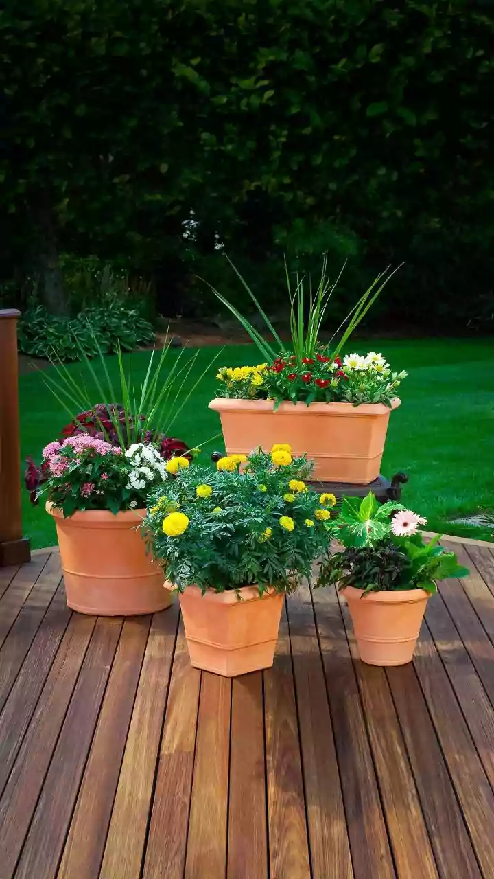 Start A Monsoon Garden Without A Backyard