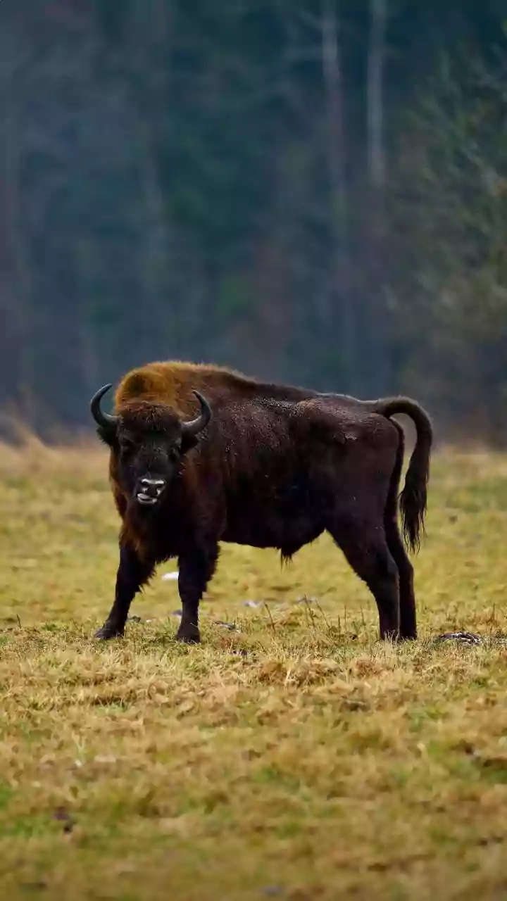 Bialowieza Forest Protects One Of Europe's Oldest Woodland Ecosystems: Bialowieza Forest