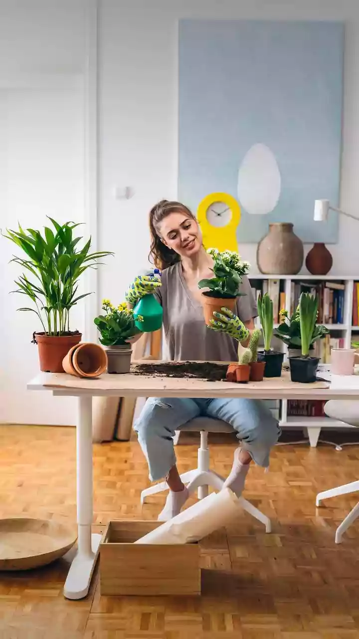 Why young urban professionals prefer low-maintenance indoor house plants over expensive mechanical air purifiers