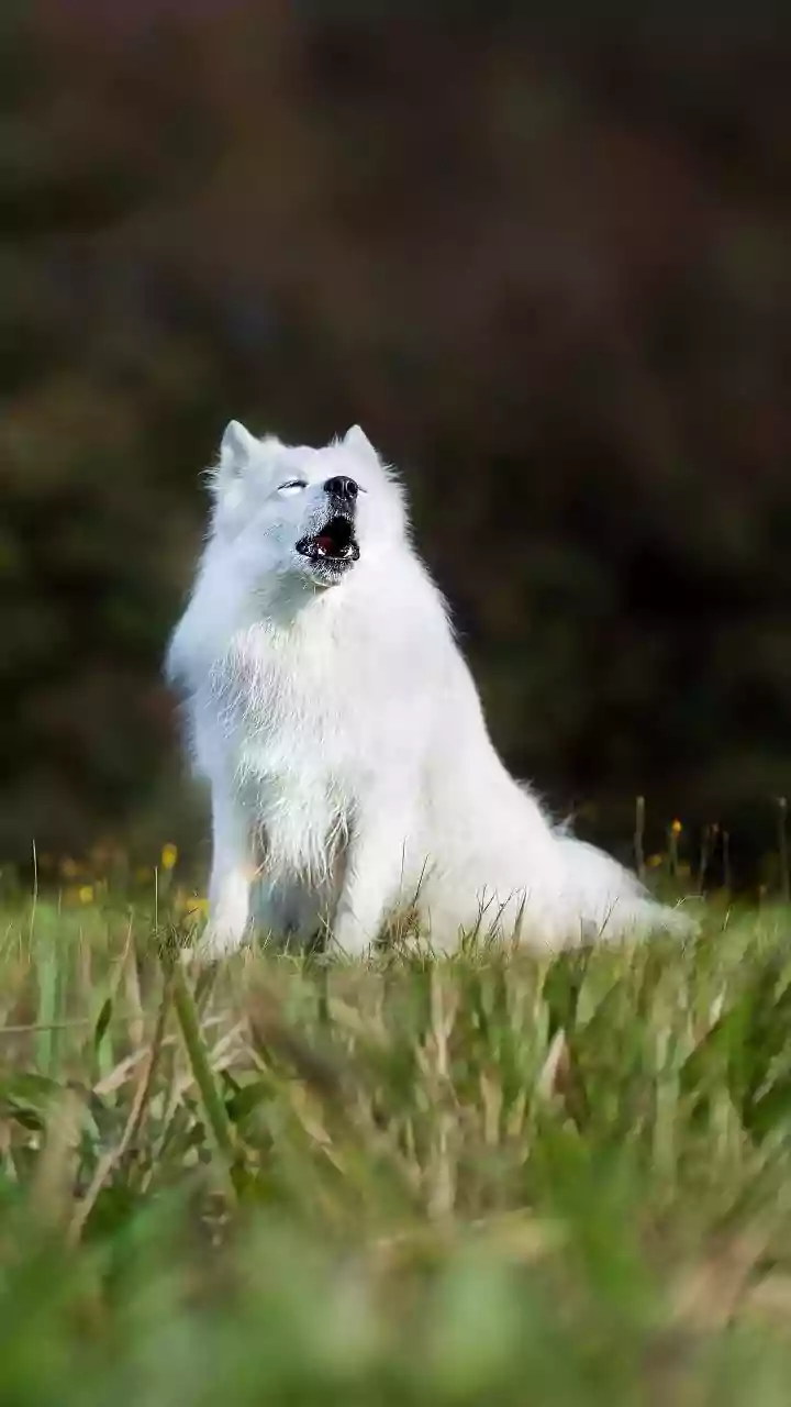 Transport Noise Can Make a Nervous Animal More Reactive