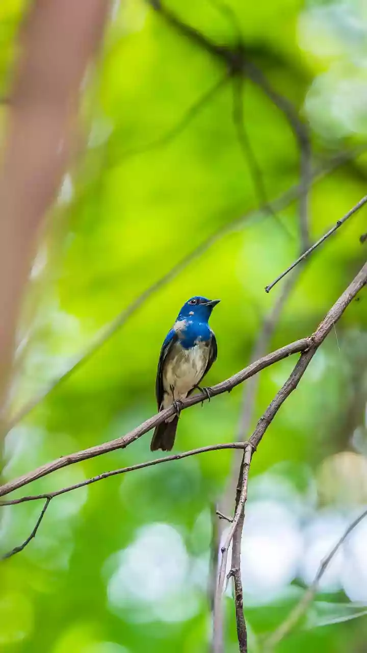 South Andaman's Rainforest Birding Trail: Guide Quality and Rain Readiness Now Shape South Andaman Birding Planning