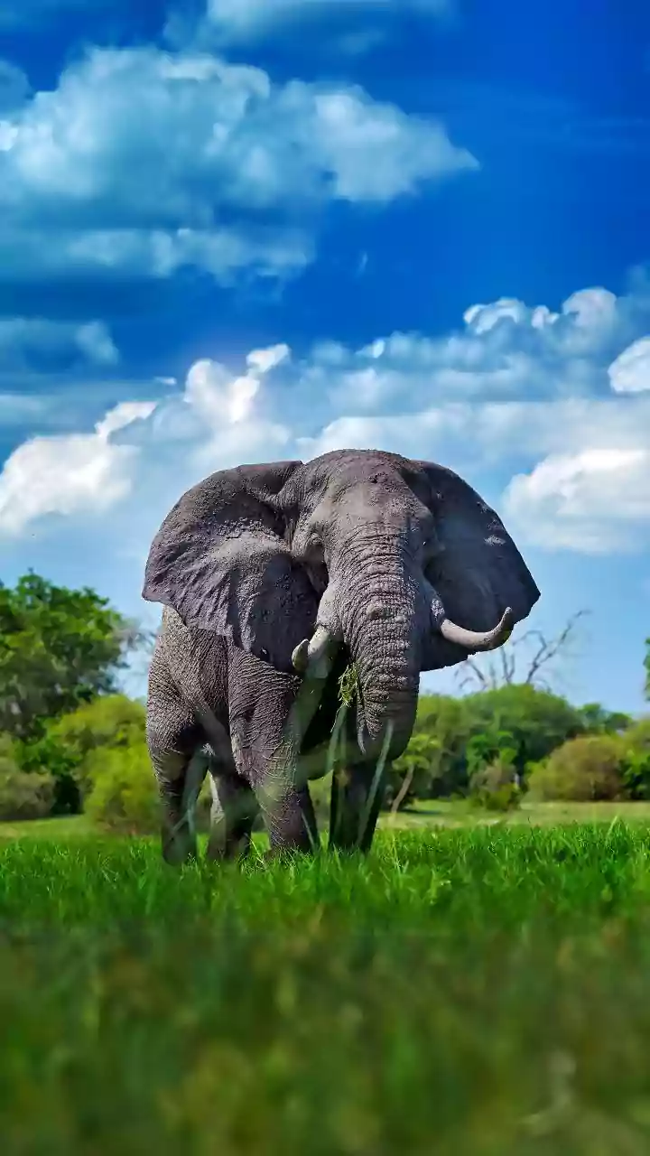 Kerala temples replace real elephants with robotic ones