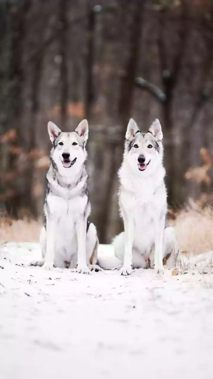 Travellers Seek Ethical Wolf Encounters as Populations Expand