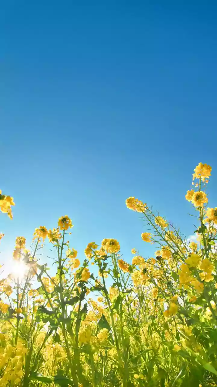 IMD signals summer—heat persists.