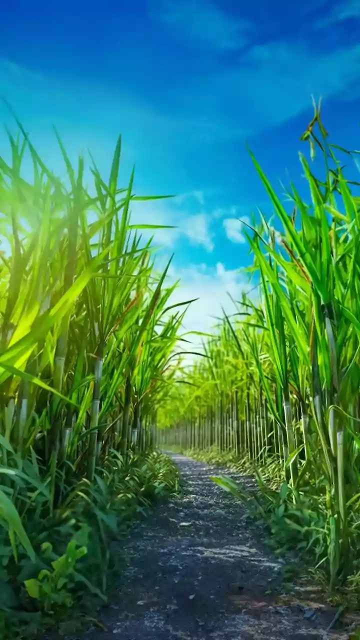 India's sugar output jumps 22%, but mills face tough times