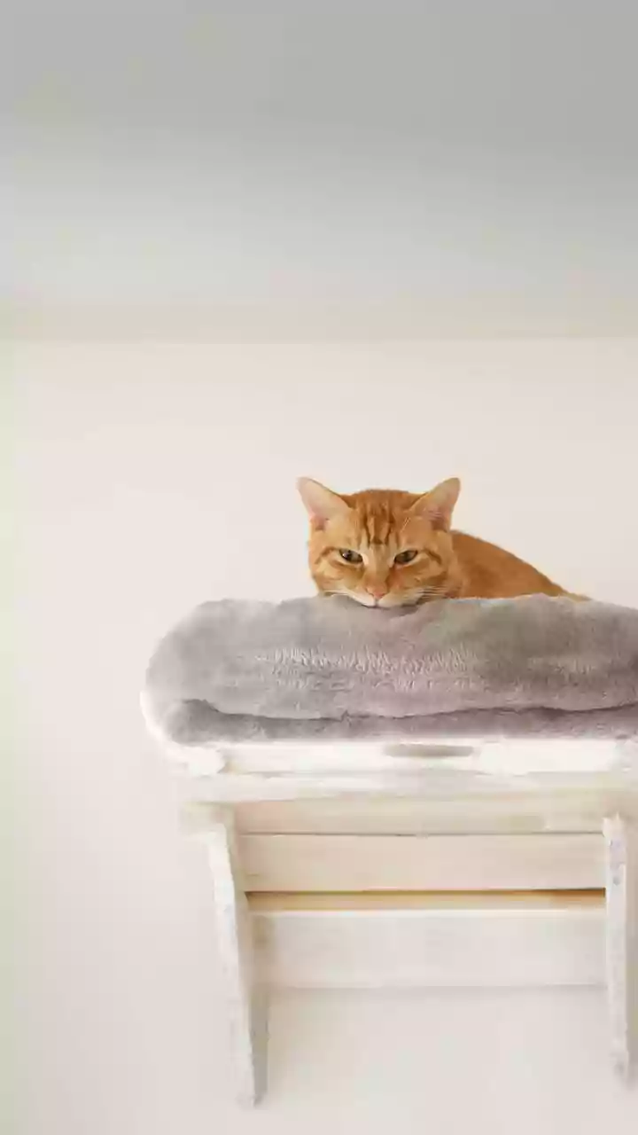 Floating Wooden Climbing Walkways Elevate Modern Cat Apartment Design