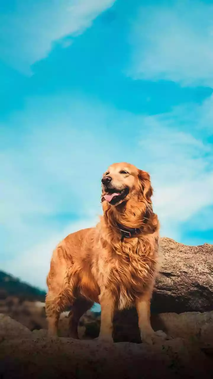 Unlock Your Dog's Inner World: Tarot Insights Based on Their Birthdate
