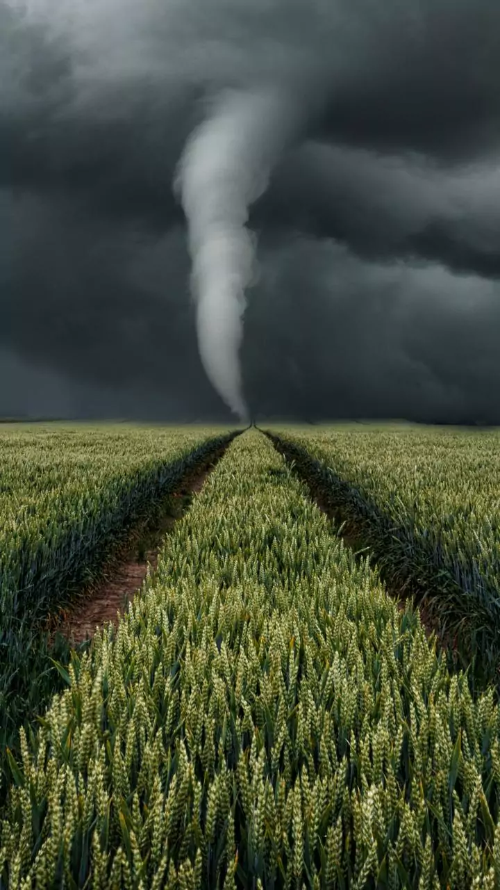 Cyclone 'Montha' intensifies; Andhra govt directs field staff to protect crops