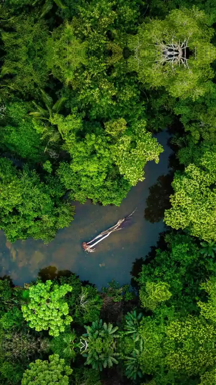 5 Jungle Survival Tips from Bear Grylls: Stay Alive!