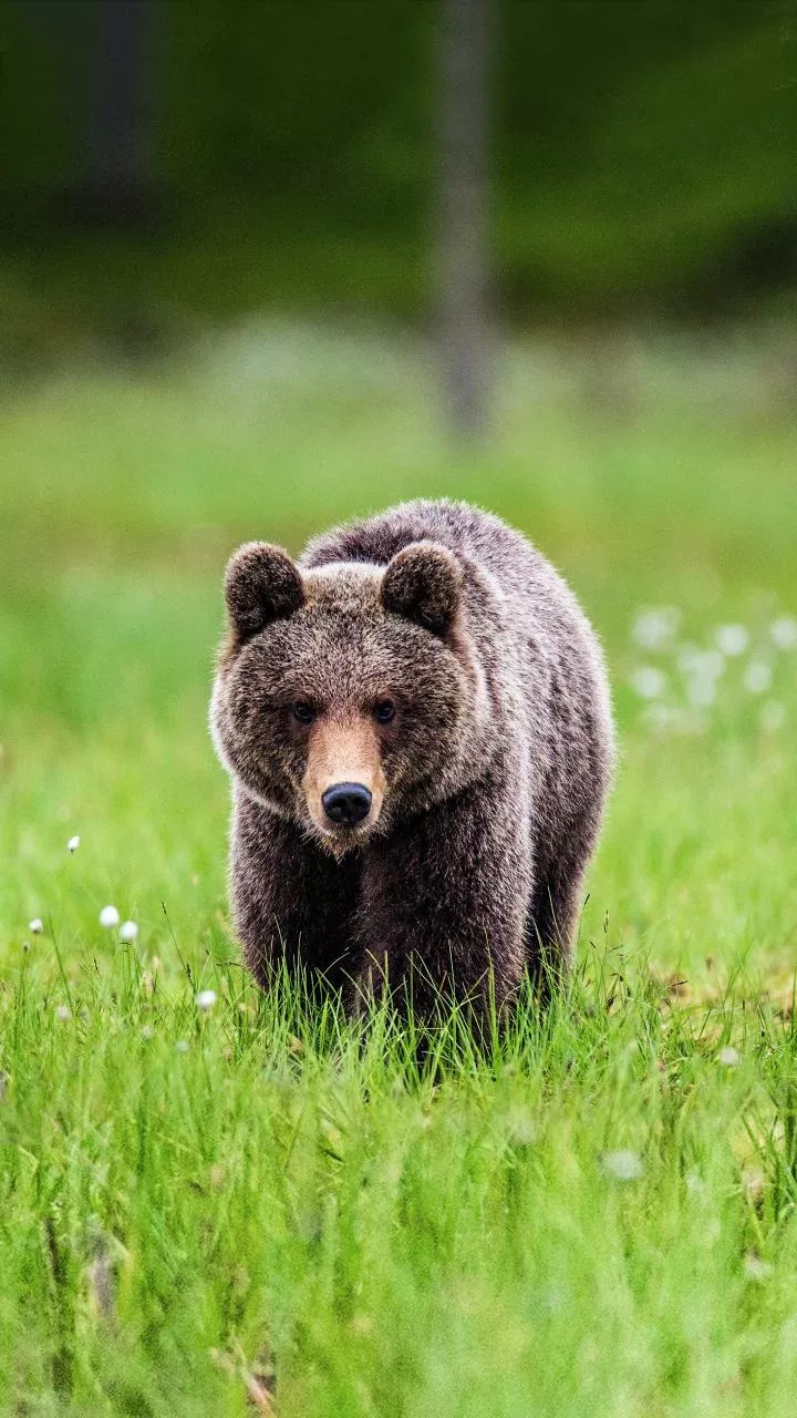 Late snowfall keeps Himalayan bears active, leading to rising attacks across Uttarakhand villages.
