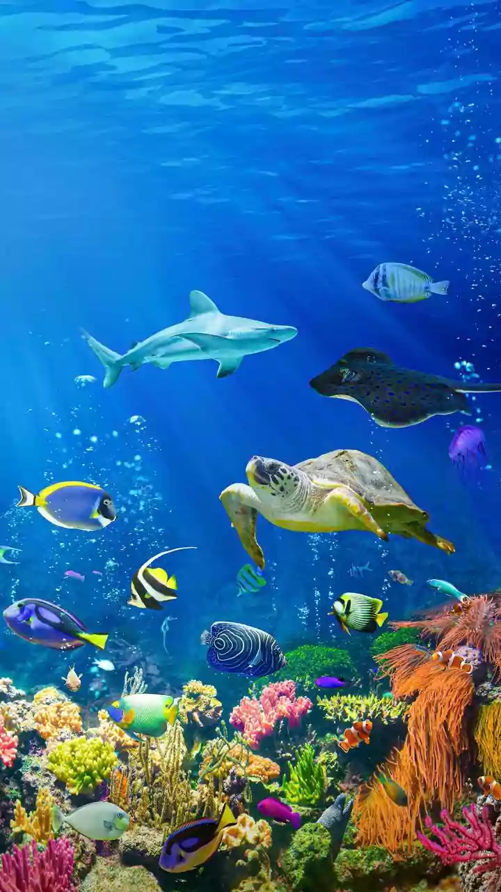 Sustainable Island Travel Protocols In Lakshadweep Protect Endangered Marine Species And Coral Reefs